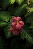 /album/kuranda/img-2832-533x800-jpg/